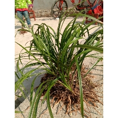 野生兰草花(se70856324)_7788收藏__收藏热线