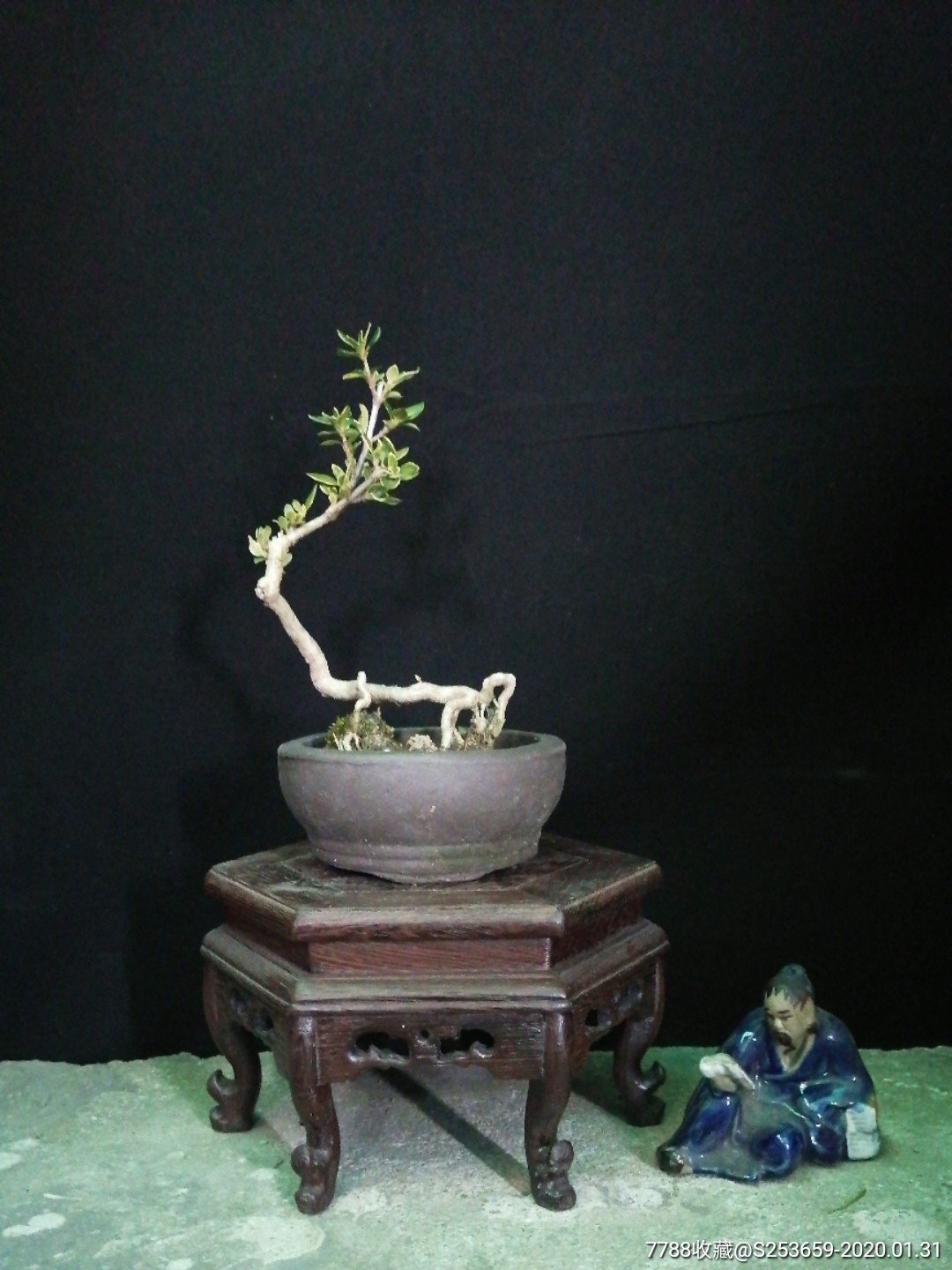 金边六月雪_价格39元【上海宝山三品堂盆景】_第1张_7788收藏__收藏