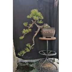 黄山松(se70881703)_7788收藏__收藏热线