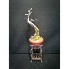 小叶榔榆(se70881797)_7788收藏__收藏热线