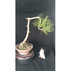 黑松(se70881844)_7788收藏__收藏热线