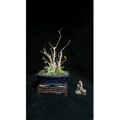 石榴(se70881916)_7788收藏__收藏热线