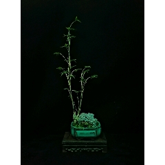 凤尾竹石小品(se70923020)_7788收藏__收藏热线