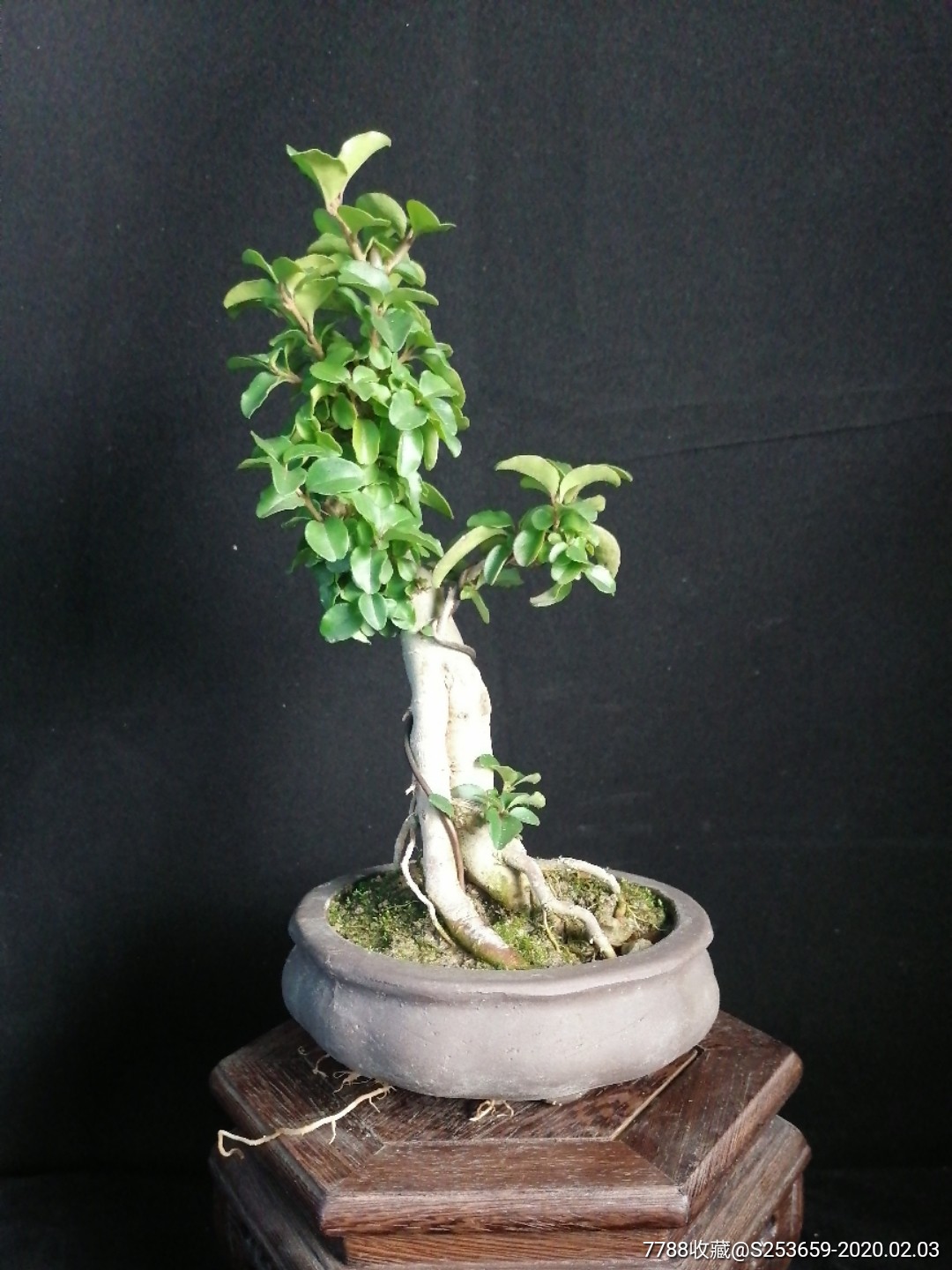 小叶女贞-价格:58元-se70923108-盆景-零售-7788收藏__收藏热线