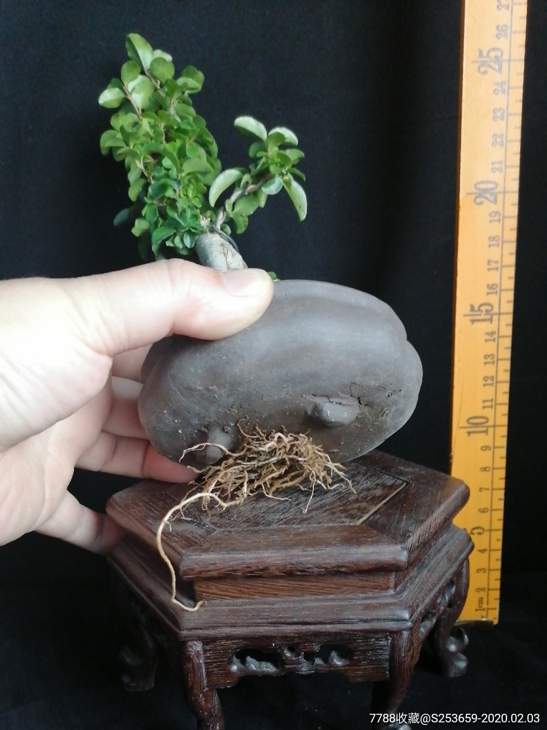 小叶女贞-价格:58元-se70923108-盆景-零售-7788收藏__收藏热线