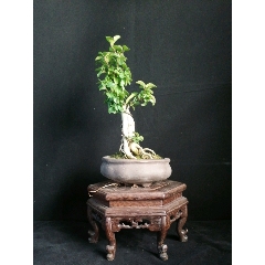 小叶女贞(se70923108)_7788收藏__收藏热线