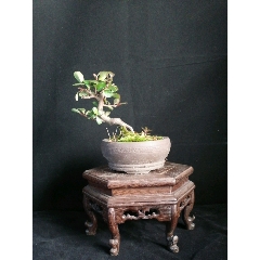 小叶火棘(se70923204)_7788收藏__收藏热线