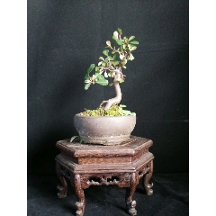 小叶火棘(se70923399)_7788收藏__收藏热线