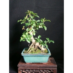 小叶女贞(se70923506)_7788收藏__收藏热线