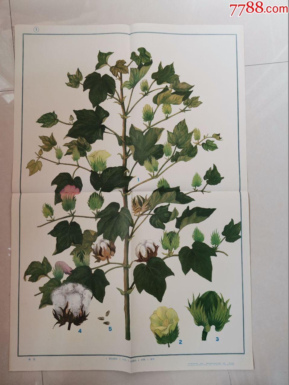 小学课本自然常识第二册教学挂图棉花