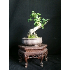 小叶女贞(se70925333)_7788收藏__收藏热线