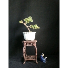 新西兰珍珠柏(se70925558)_7788收藏__收藏热线