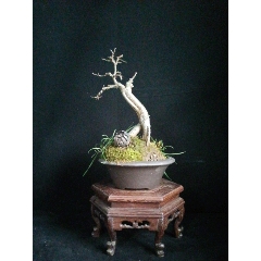 小叶榔榆(se70926902)_7788收藏__收藏热线