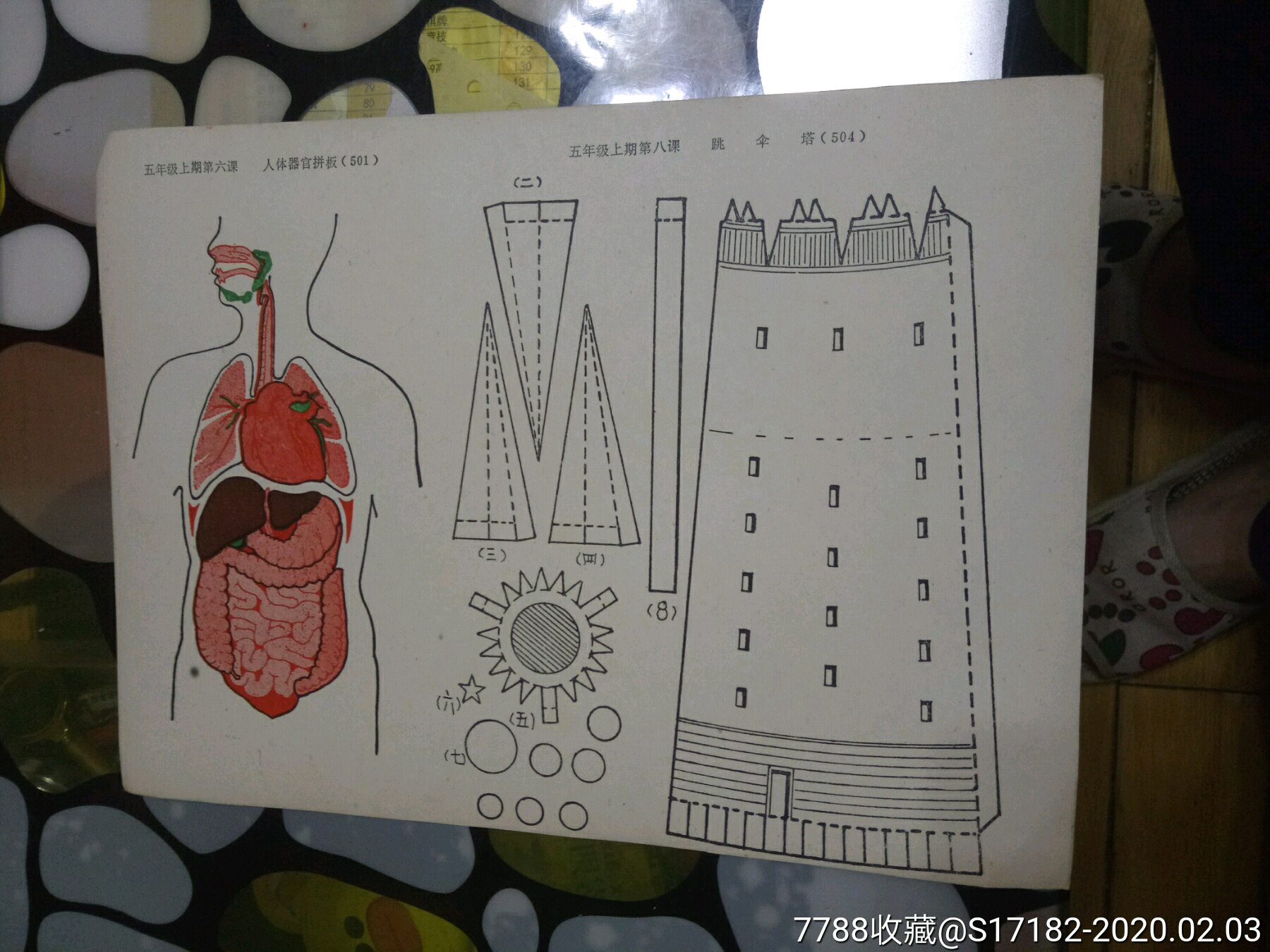 纸模型人体器官