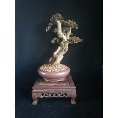 日本皋月五彩米叶杜鹃(se70941676)_7788收藏__收藏热线