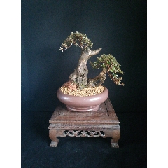 日本皋月五彩米叶杜鹃(se70941703)_7788收藏__收藏热线