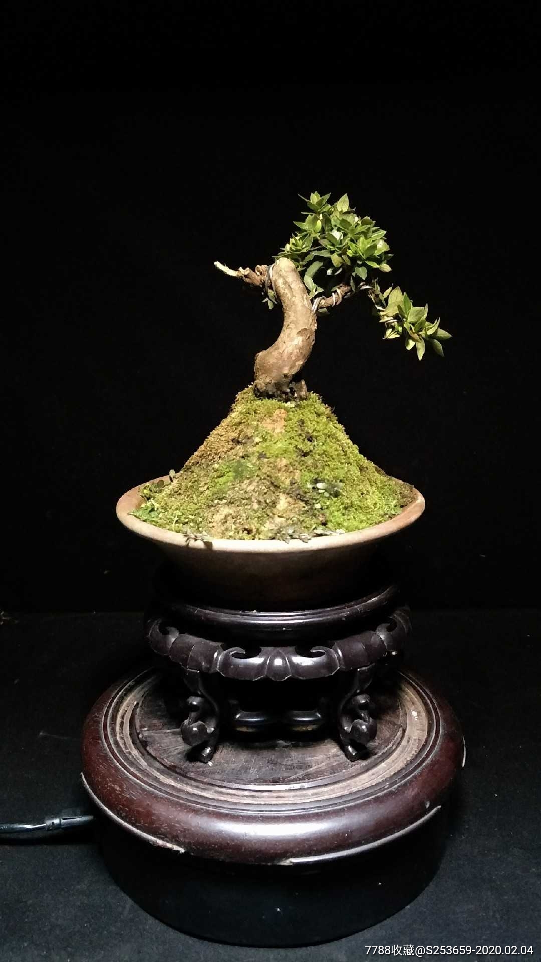 日本鹿山皋月米叶杜鹃-盆景-7788收藏__收藏热线