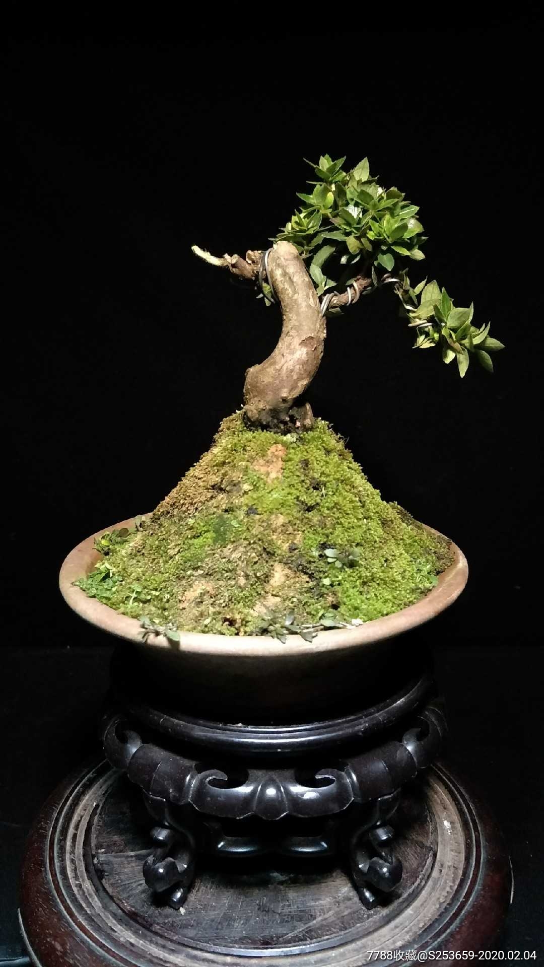 日本鹿山皋月米叶杜鹃-盆景【7788收藏__收藏热线】