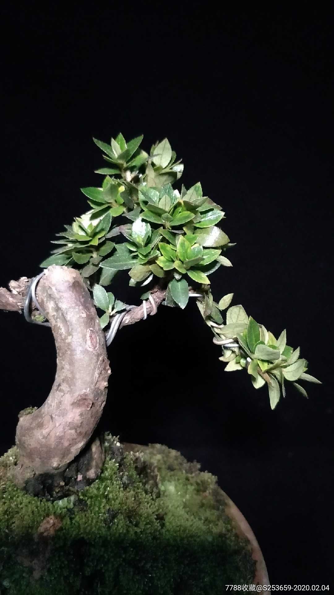 日本鹿山皋月米叶杜鹃-盆景-7788收藏__收藏热线