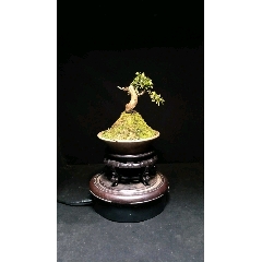 日本鹿山皋月米叶杜鹃(se70941755)_7788收藏__收藏热线