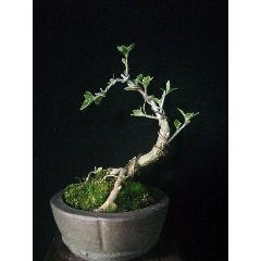 金边六月雪(se70954479)_7788收藏__收藏热线