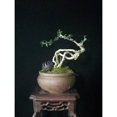 小叶六月雪(se70954527)_7788收藏__收藏热线