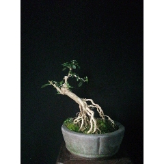 小叶六月雪(se70954596)_7788收藏__收藏热线