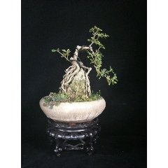 金边六月雪附石(se70954829)_7788收藏__收藏热线