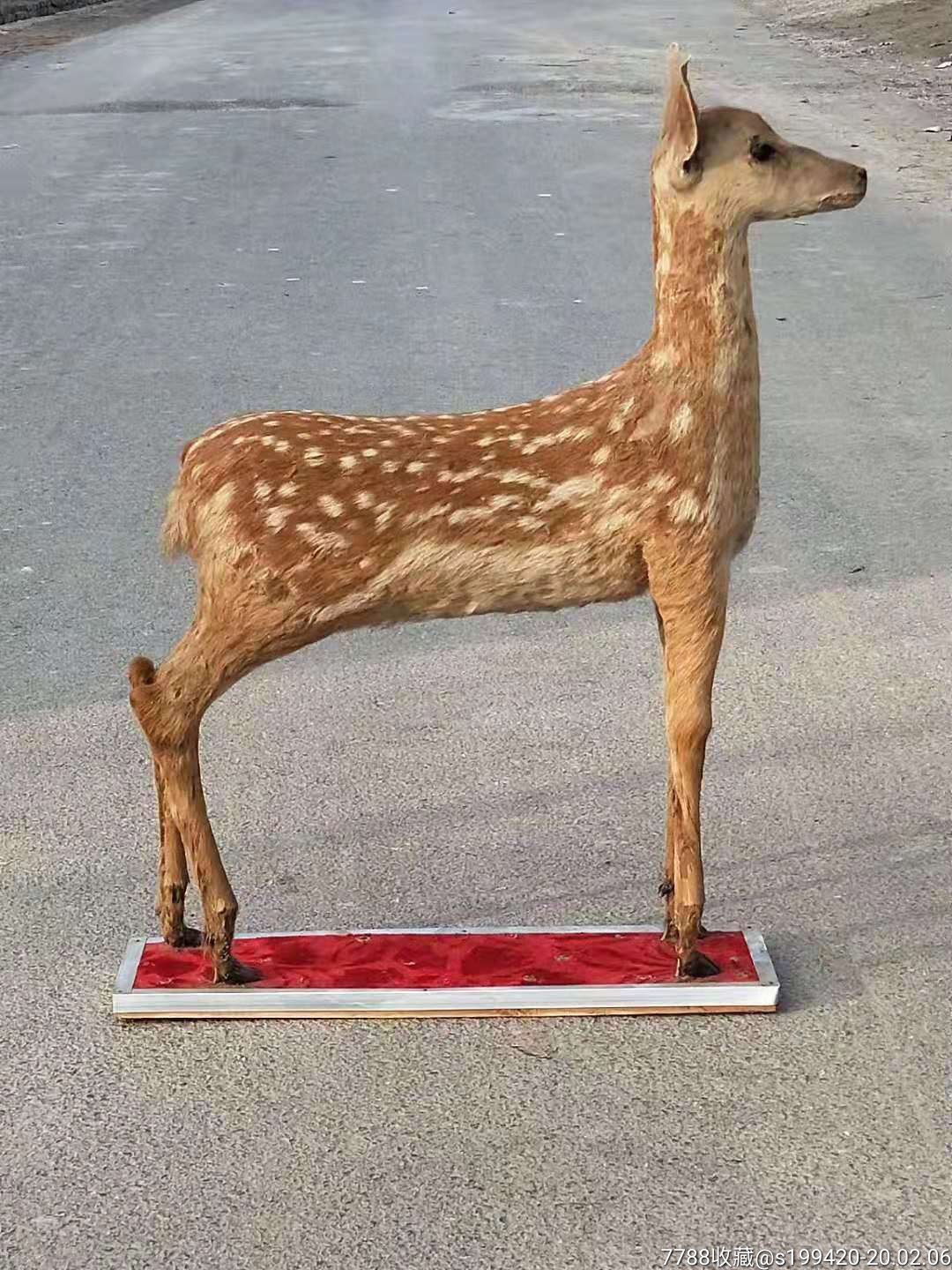 鹿标本.全品包真.1380元不包邮