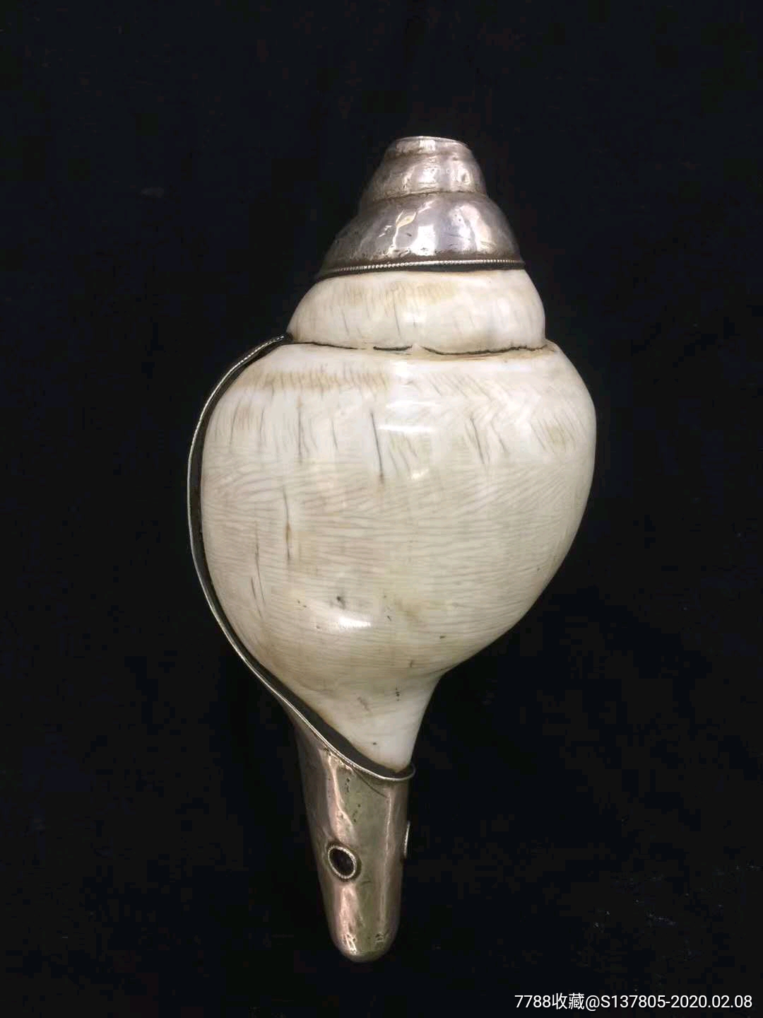 尼泊尔法螺天然法螺银包法螺