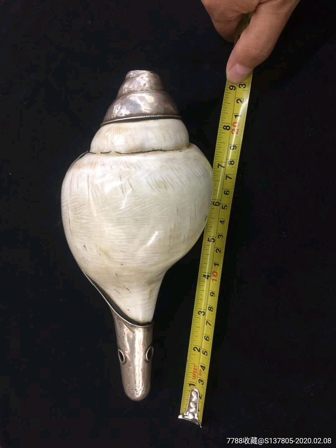 尼泊尔法螺天然法螺银包法螺