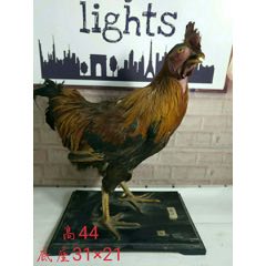 精品公鸡标本摆件(se71020947)_7788收藏__收藏热线