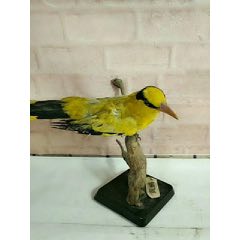 精品黄鹂鸟标本(se71021041)_7788收藏__收藏热线