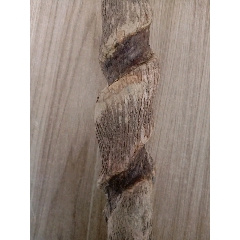 拓木拐杖(se71062518)_7788收藏__收藏热线