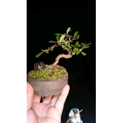 小叶火棘(se71066197)_7788收藏__收藏热线