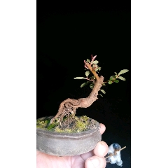 小叶火棘(se71066231)_7788收藏__收藏热线