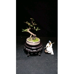 小叶火棘(se71066281)_7788收藏__收藏热线