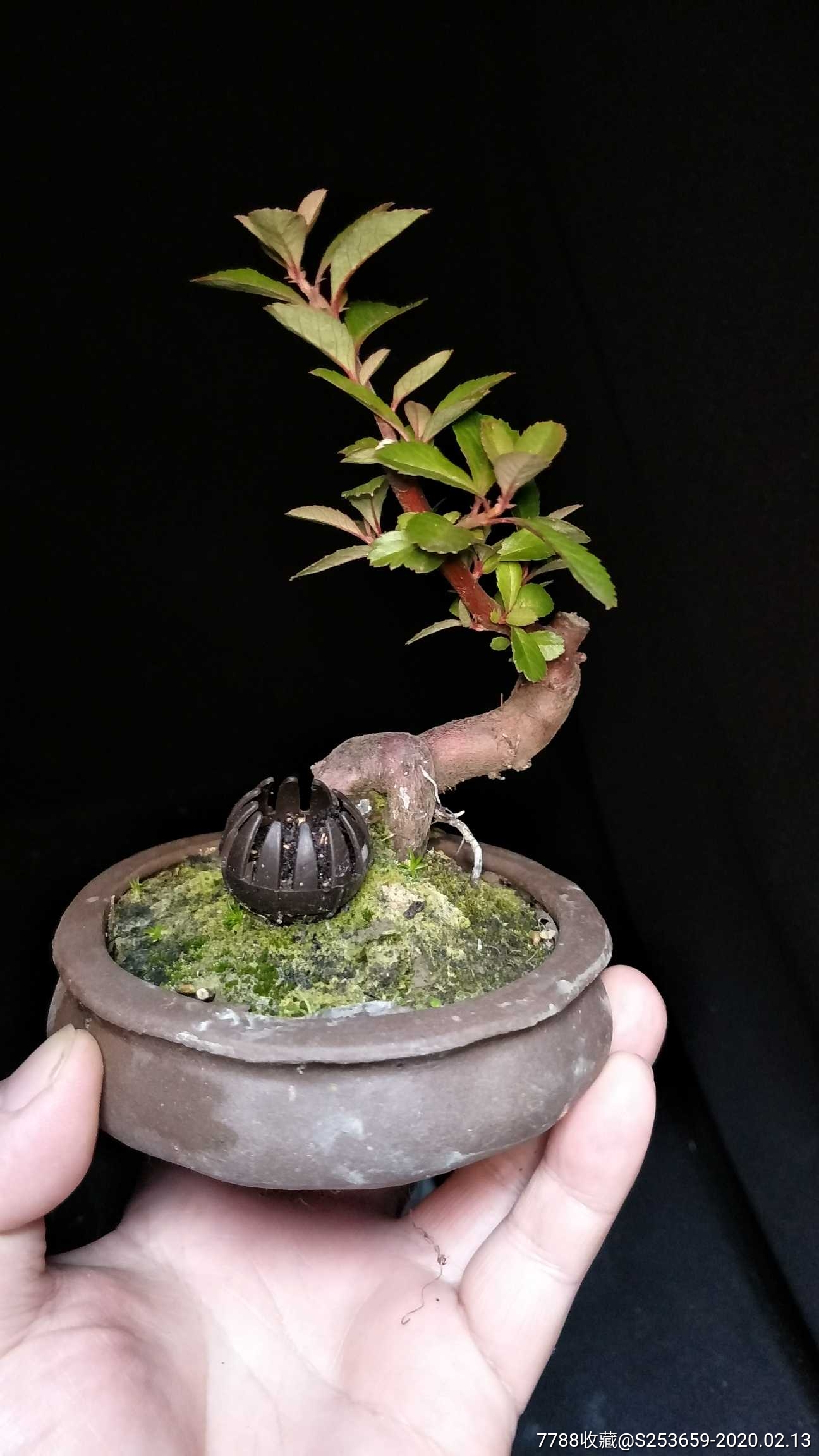 小叶火棘_盆景_上海宝山三品堂盆景【7788收藏__收藏热线】