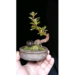 小叶火棘(se71066306)_7788收藏__收藏热线