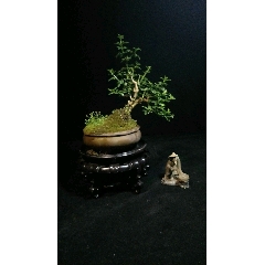 小叶迎春(se71066363)_7788收藏__收藏热线