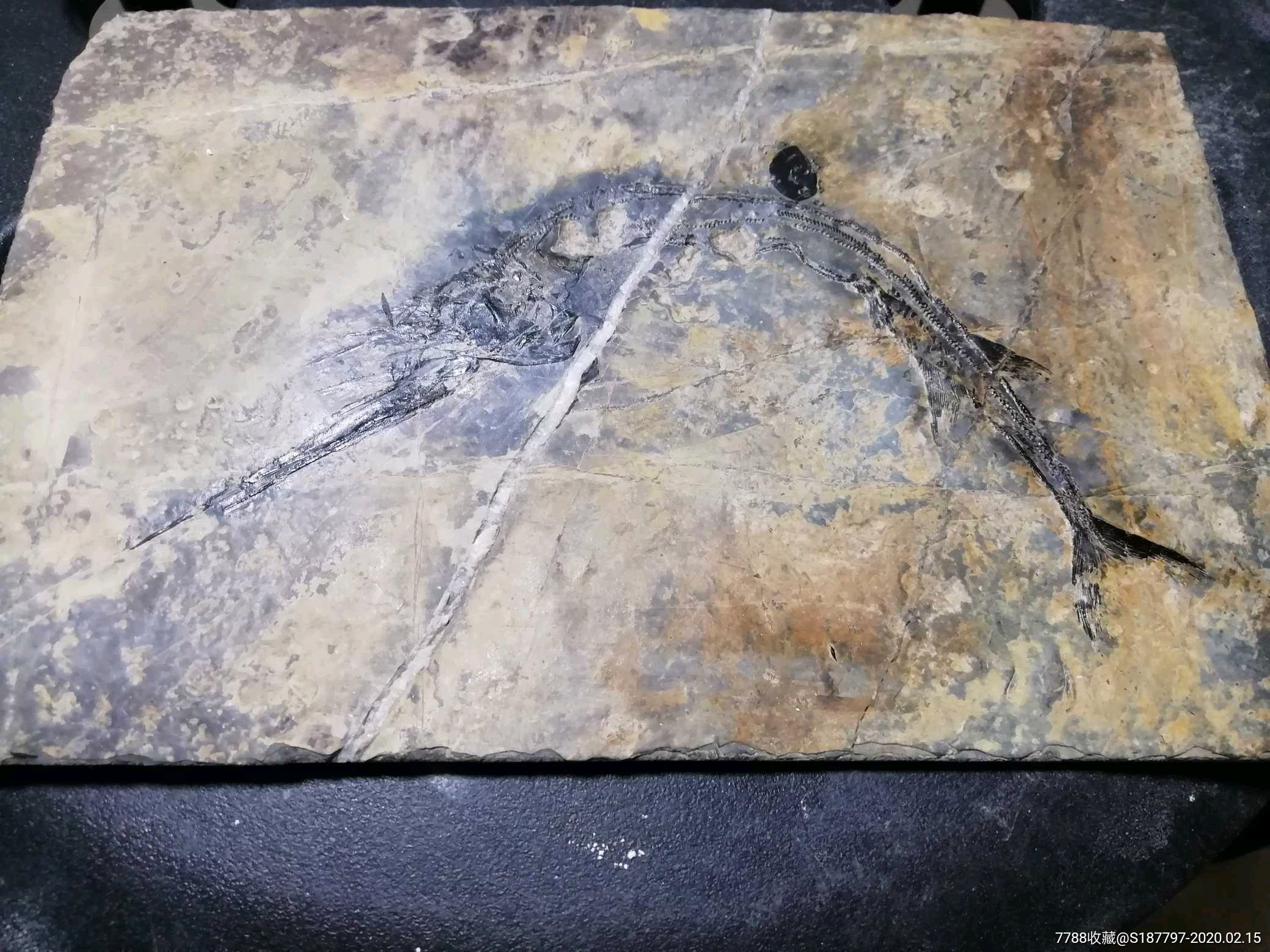 龙鱼大头化石