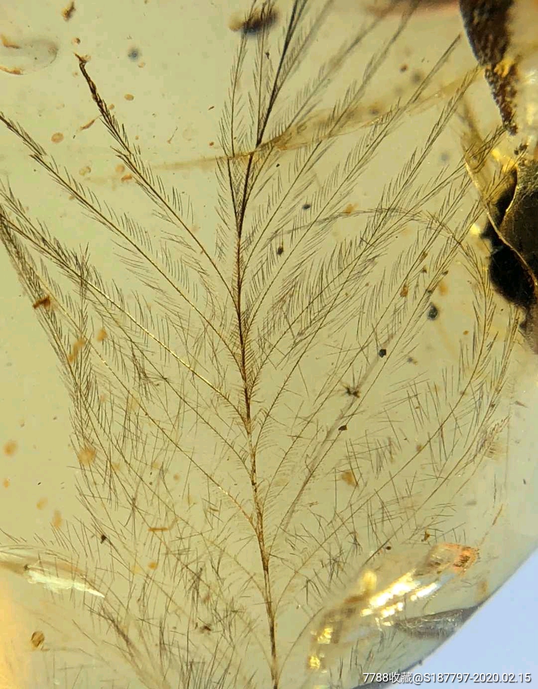 腾冲淘得完整的一根大片恐龙羽毛琥珀