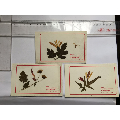 植物标本三张(se71173470)_7788收藏__收藏热线