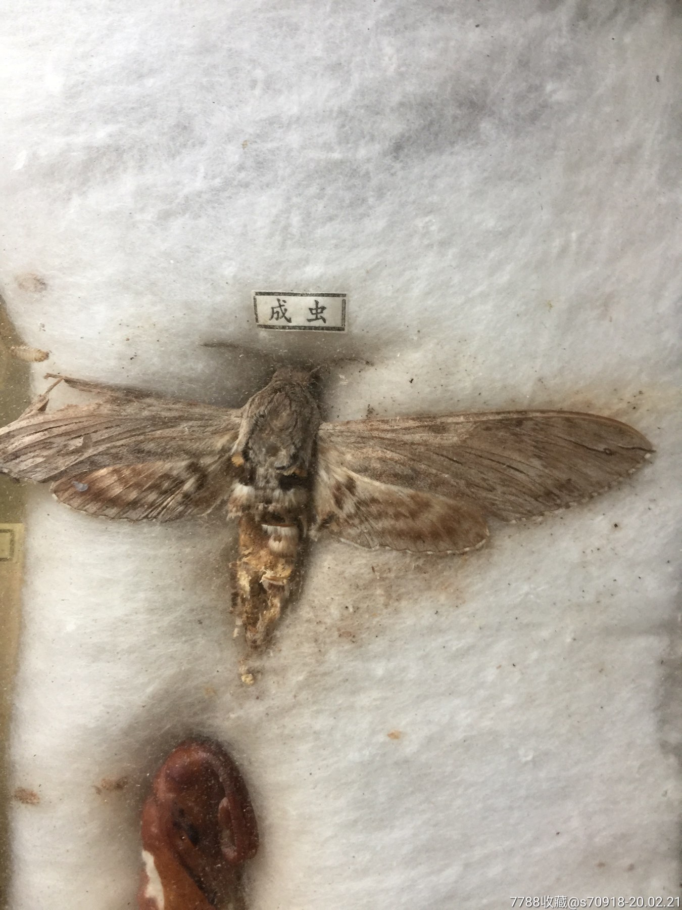 旋花天蛾-温州市标本厂制1975.