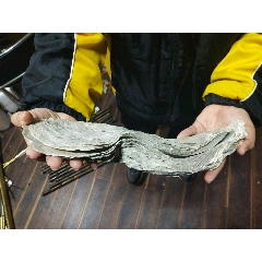 牡蛎贝壳200年老贝壳(se71198199)_7788收藏__收藏热线