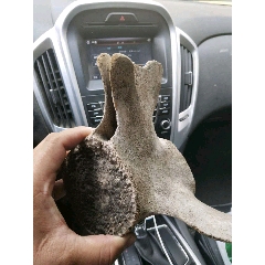 鱼脊柱骨(se71198203)_7788收藏__收藏热线