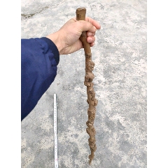 天然茶树老树瘤拐杖拐棍(se71242071)_7788收藏__收藏热线