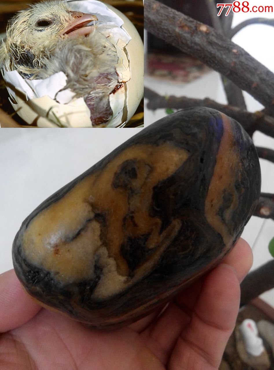奇石——珍珠鸟破壳