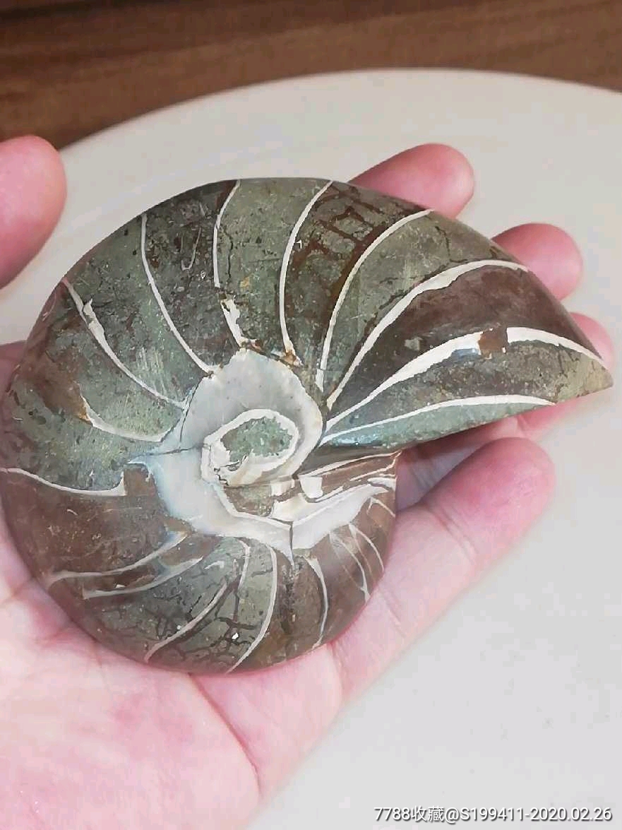菊石化石鹦鹉螺化石海螺化石贝壳化石