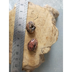 桃核排长命锁2个(se71298474)_7788收藏__收藏热线